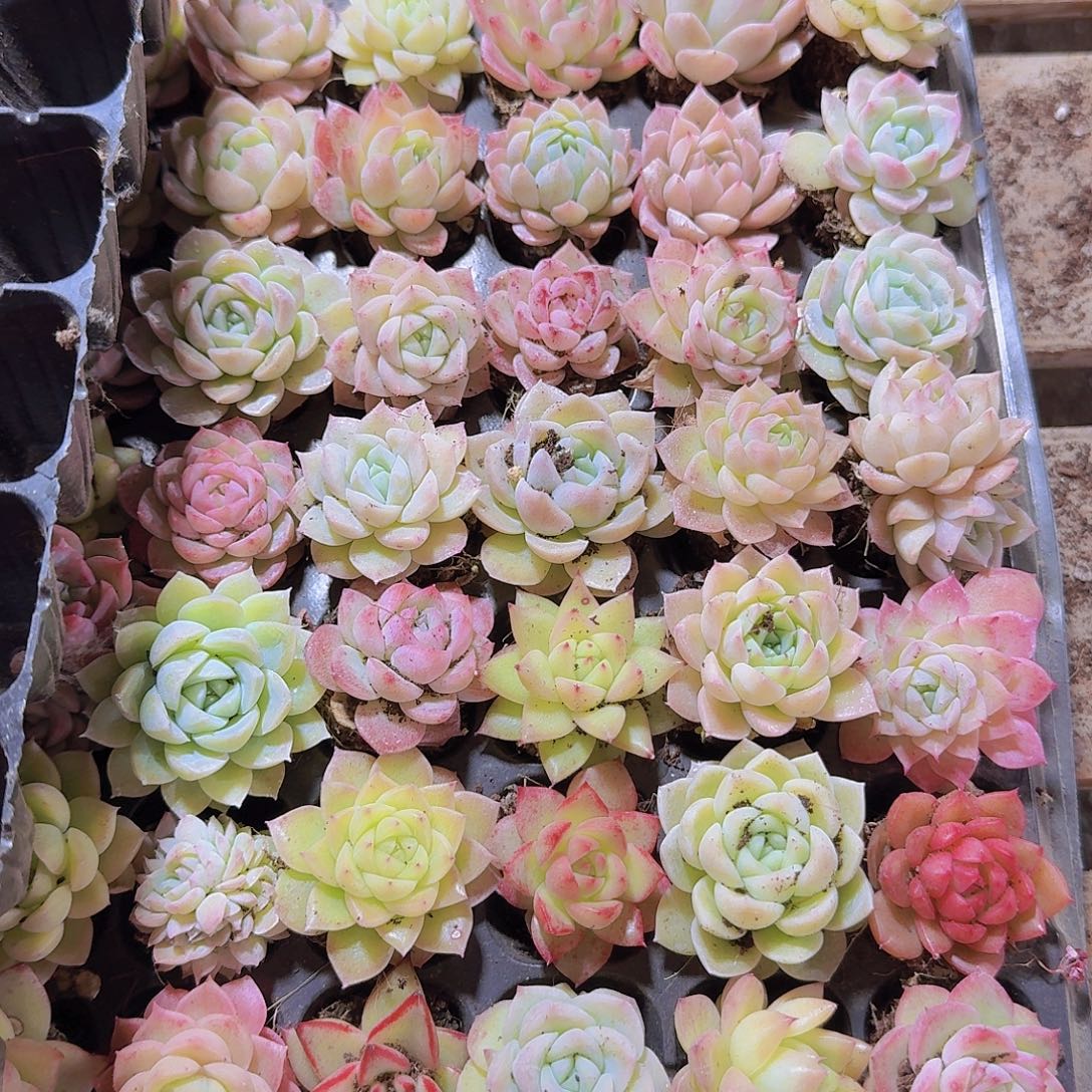 直播福利一物一拍391