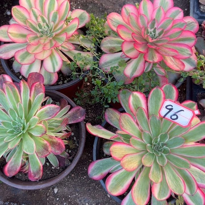 多肉植物96不售后