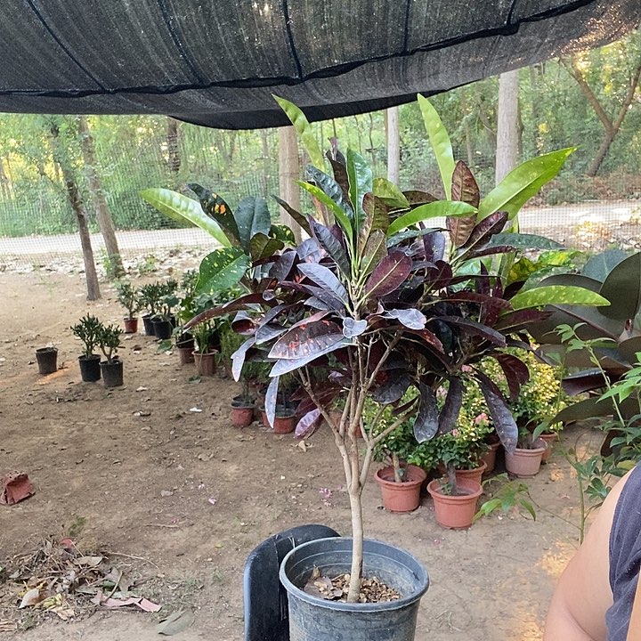 不开花植物处理变色木48的