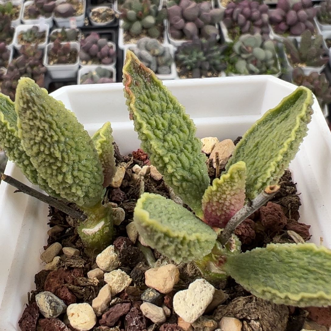 绿皮多头纯木质桩多肉植物