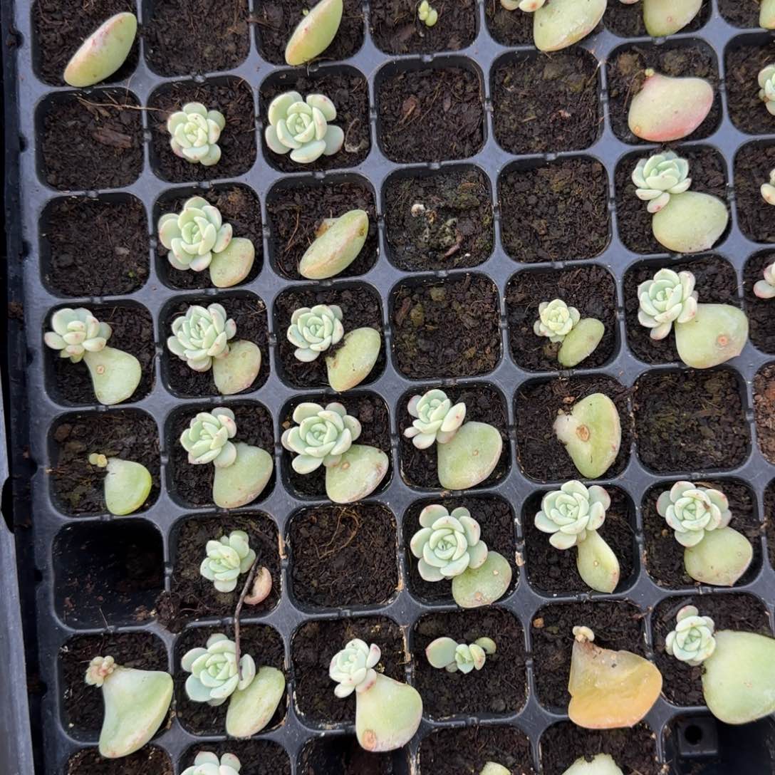 玄子t1穴一个满25包邮