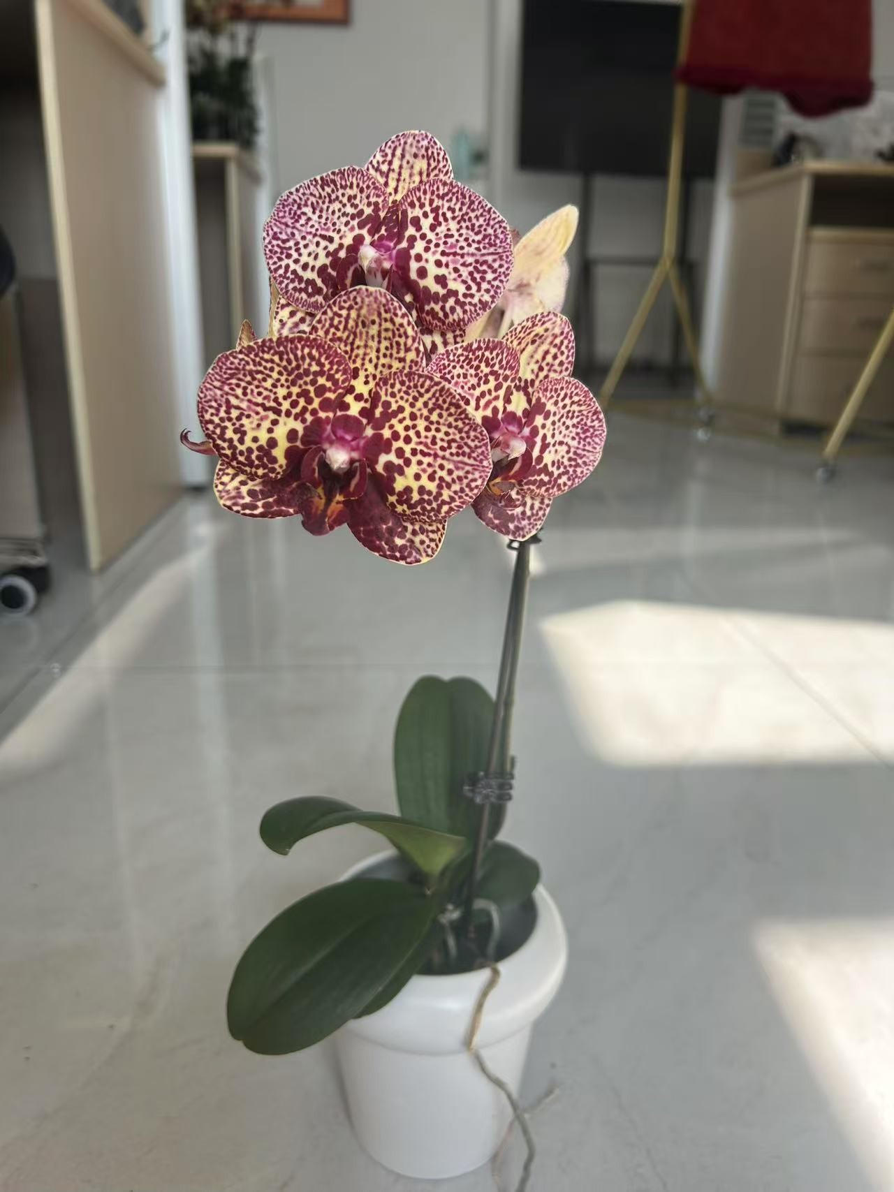 欢然花田培植蝴蝶兰（美洲豹）双梗，全花