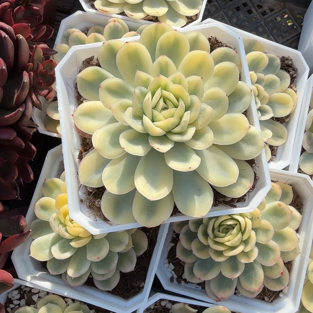草莓冰锦炖藕植物