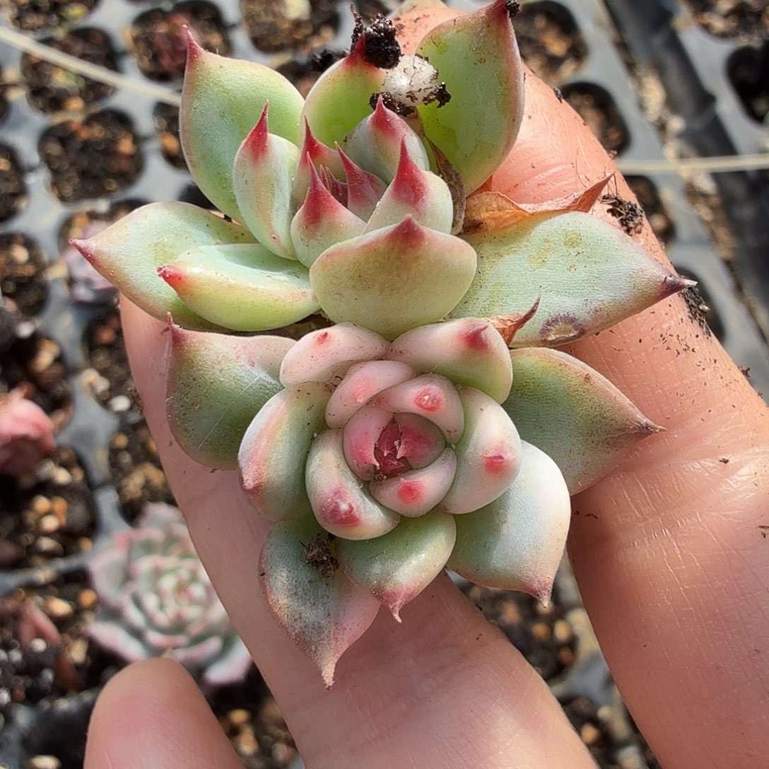 2***_吉娃娃锦，多肉植物