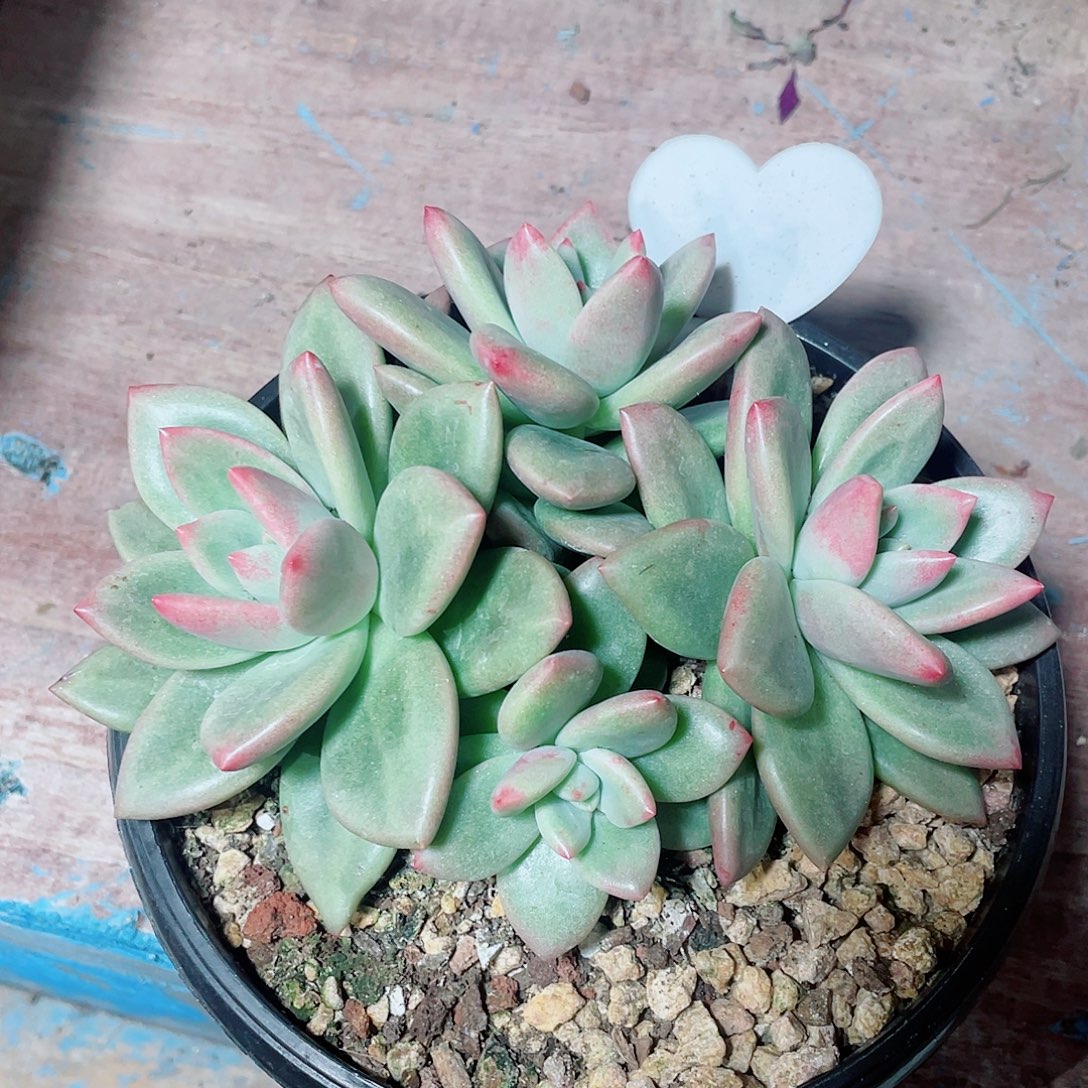 赫本露思多头包邮