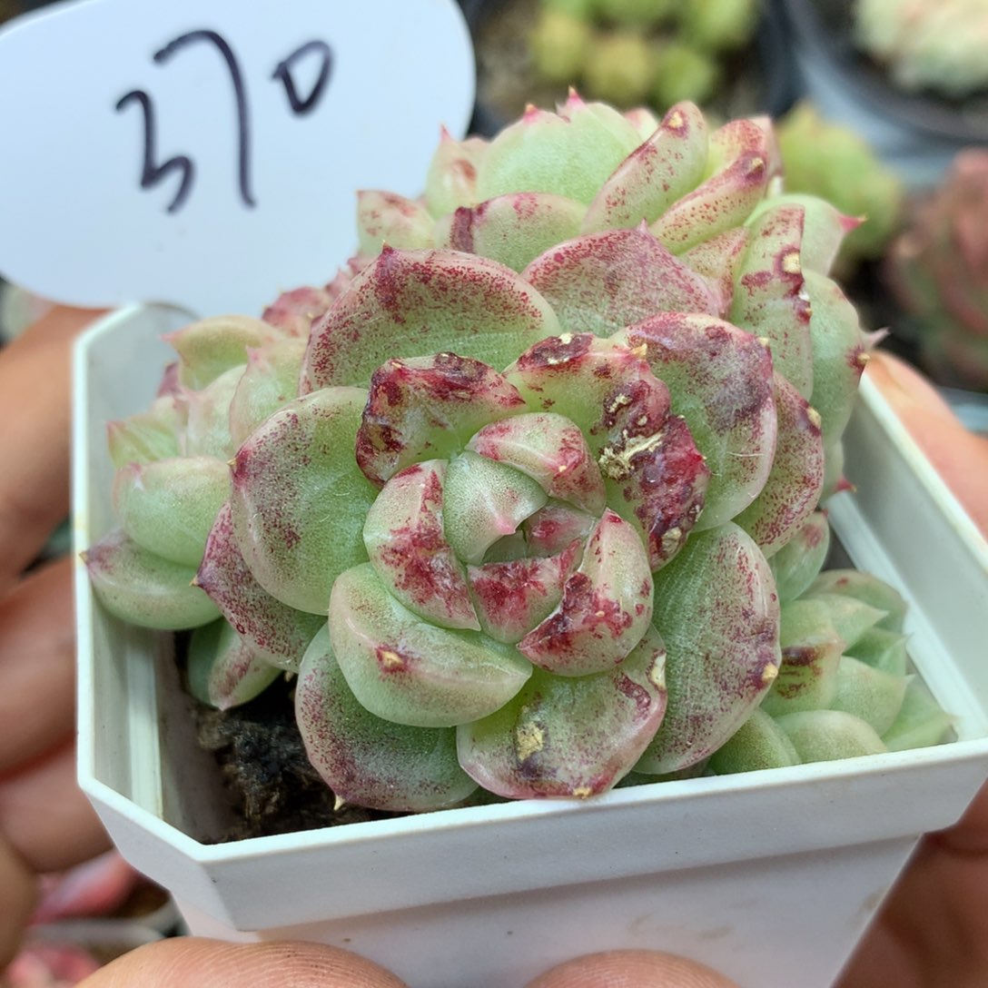 定繁麦秆石化锦370