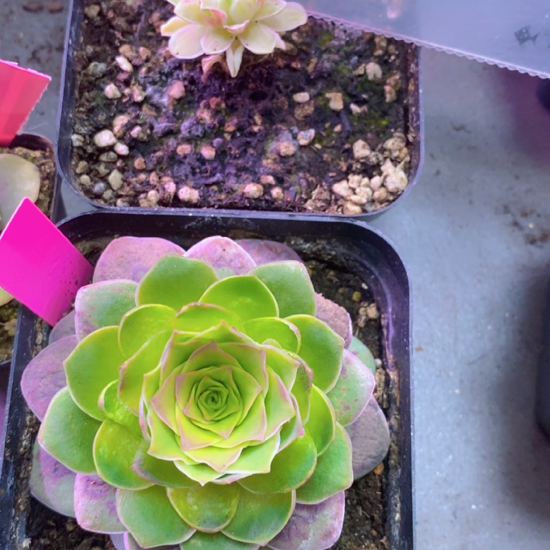 拖***王拖拖女天王领26年1月加二月会员福利009秋夕恋火