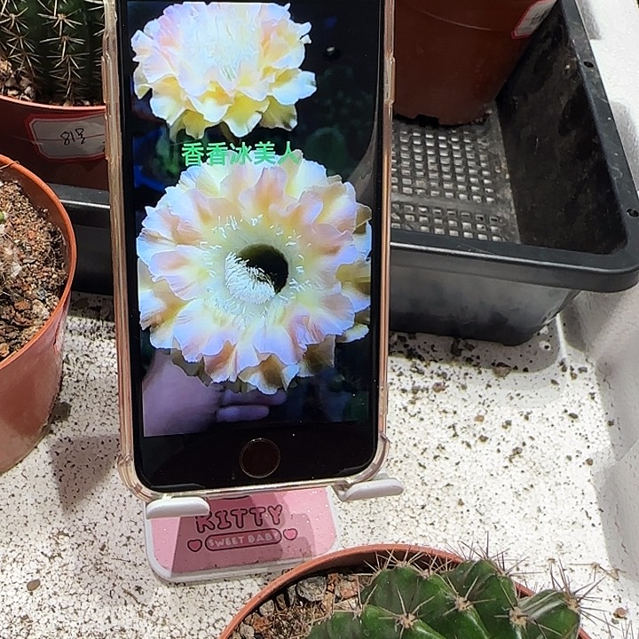 彩草冰美人6公分左右