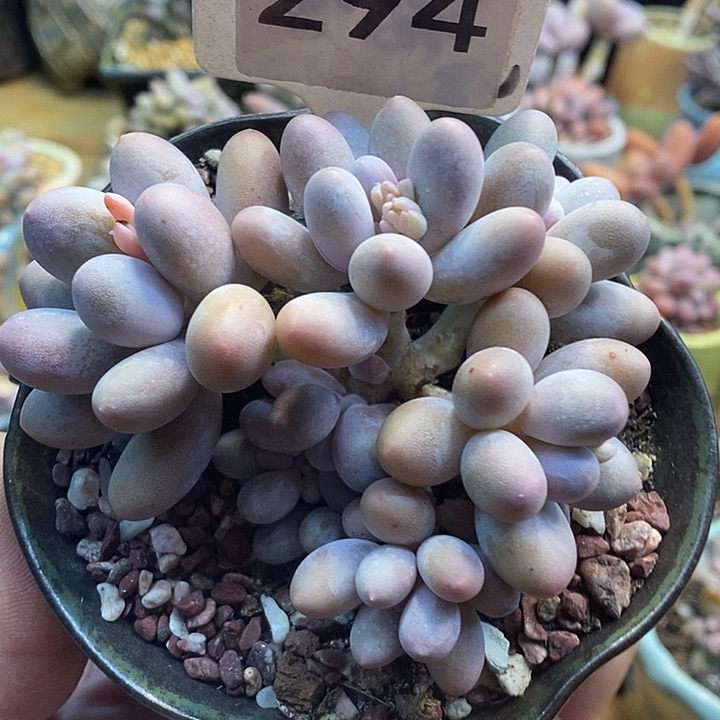 汤圆294号的啊啊啊多肉啊啊