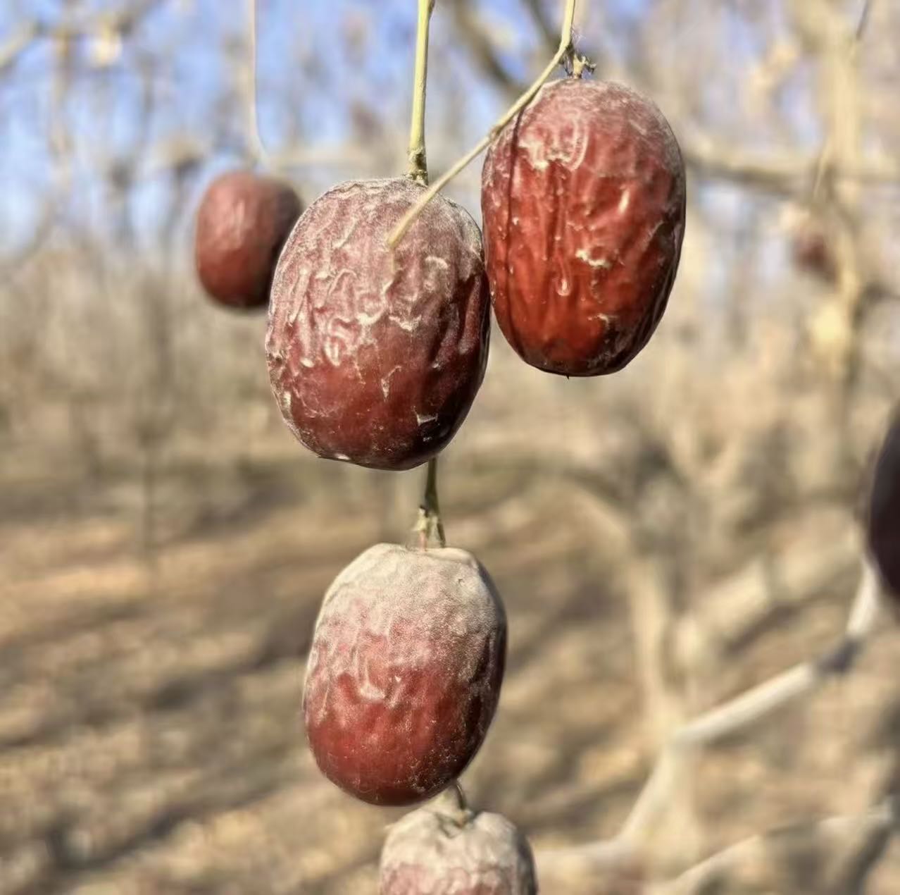 【新疆直发】2025年新货手挑掉干原生态未清洗灰枣