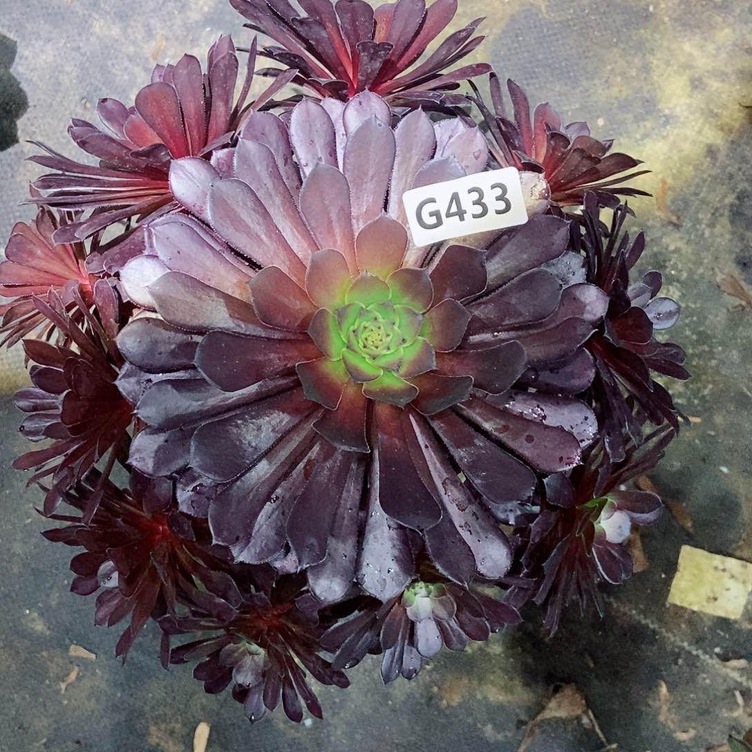 红陶433黑铜壶3多肉