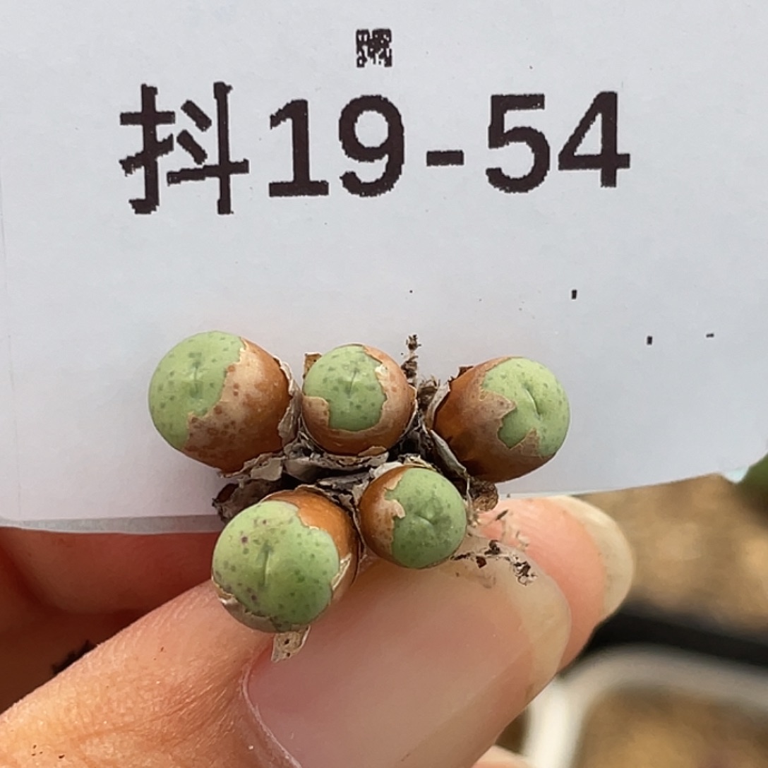 19-54小奶油嘴多肉植物