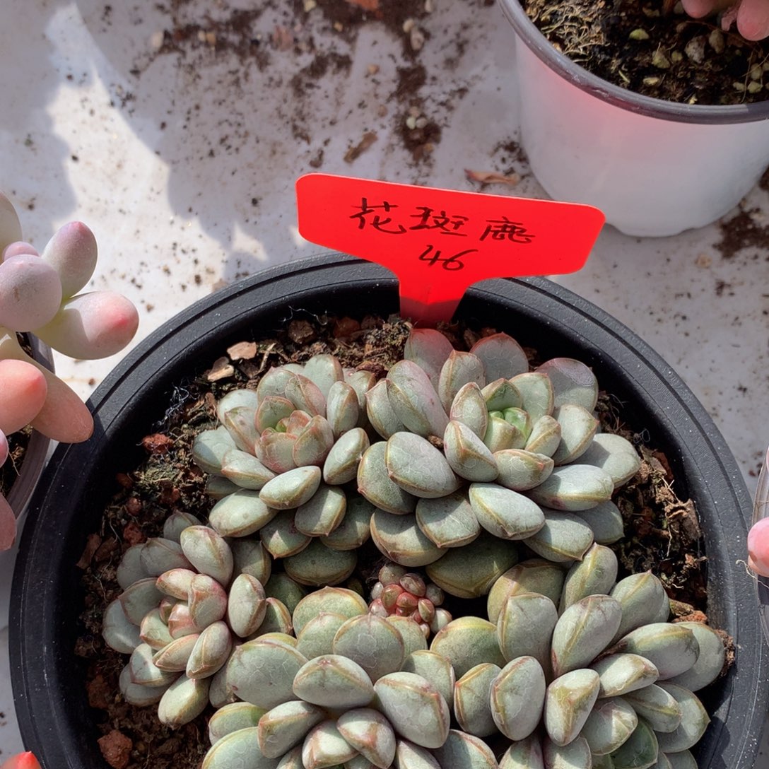 葡萄727277273728227828282