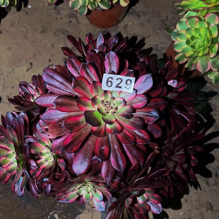 629红金刚多肉植物处理不售后