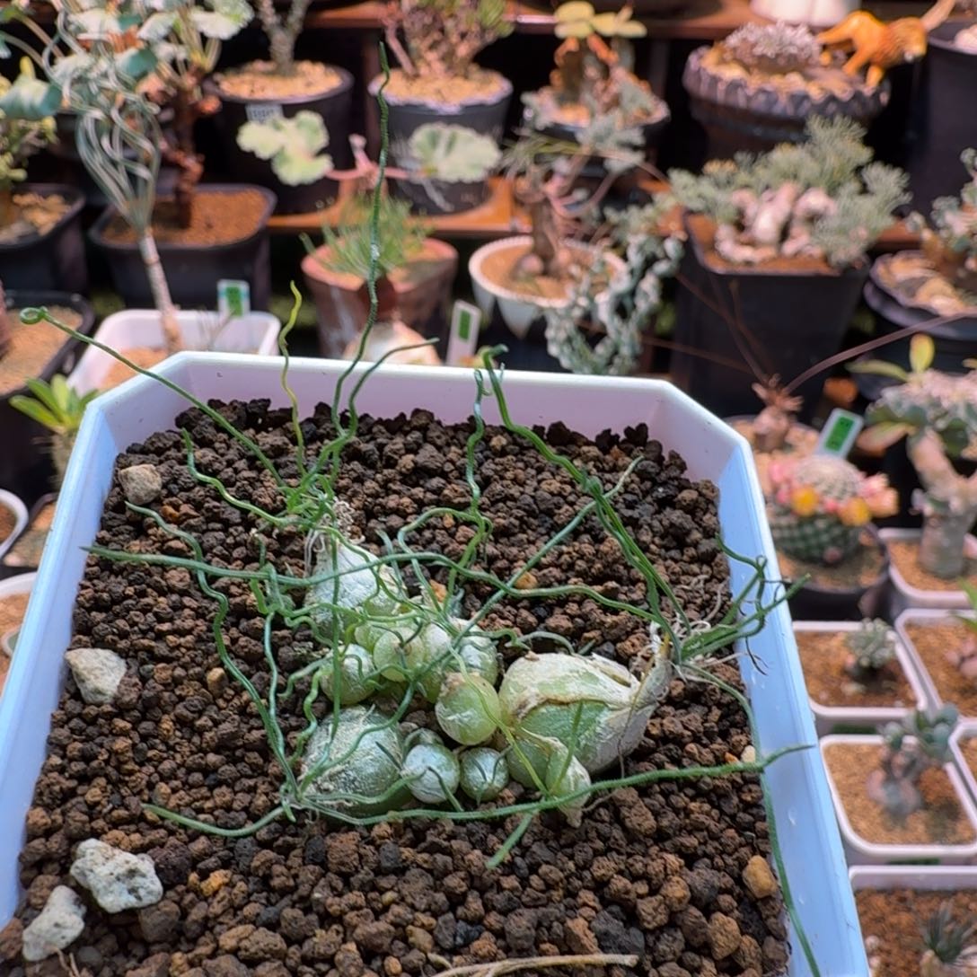 泰迪海葱351 仙人球