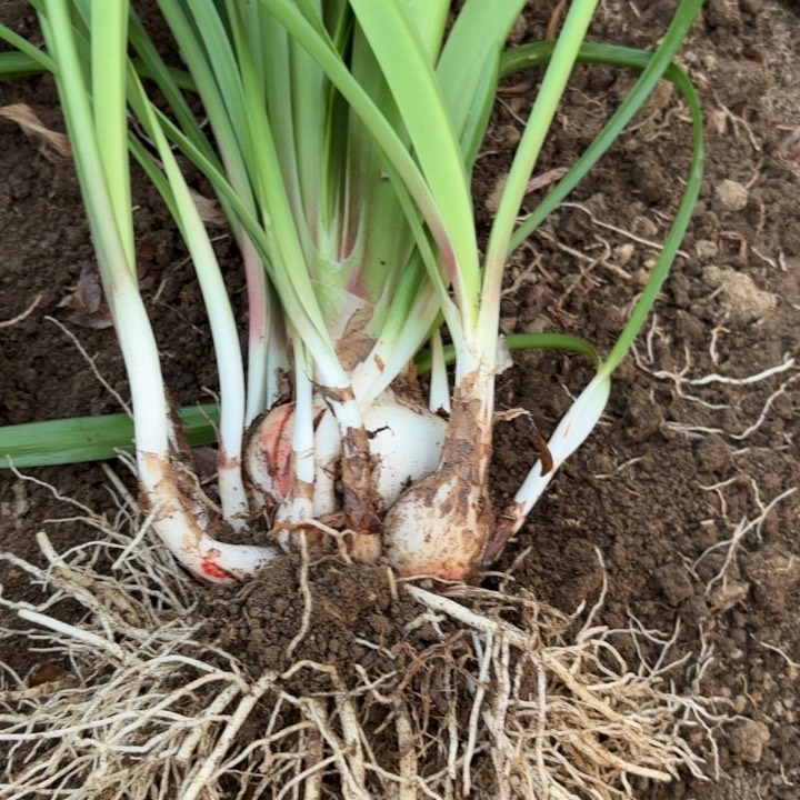 无花朵爱***薇台朱秋包对版