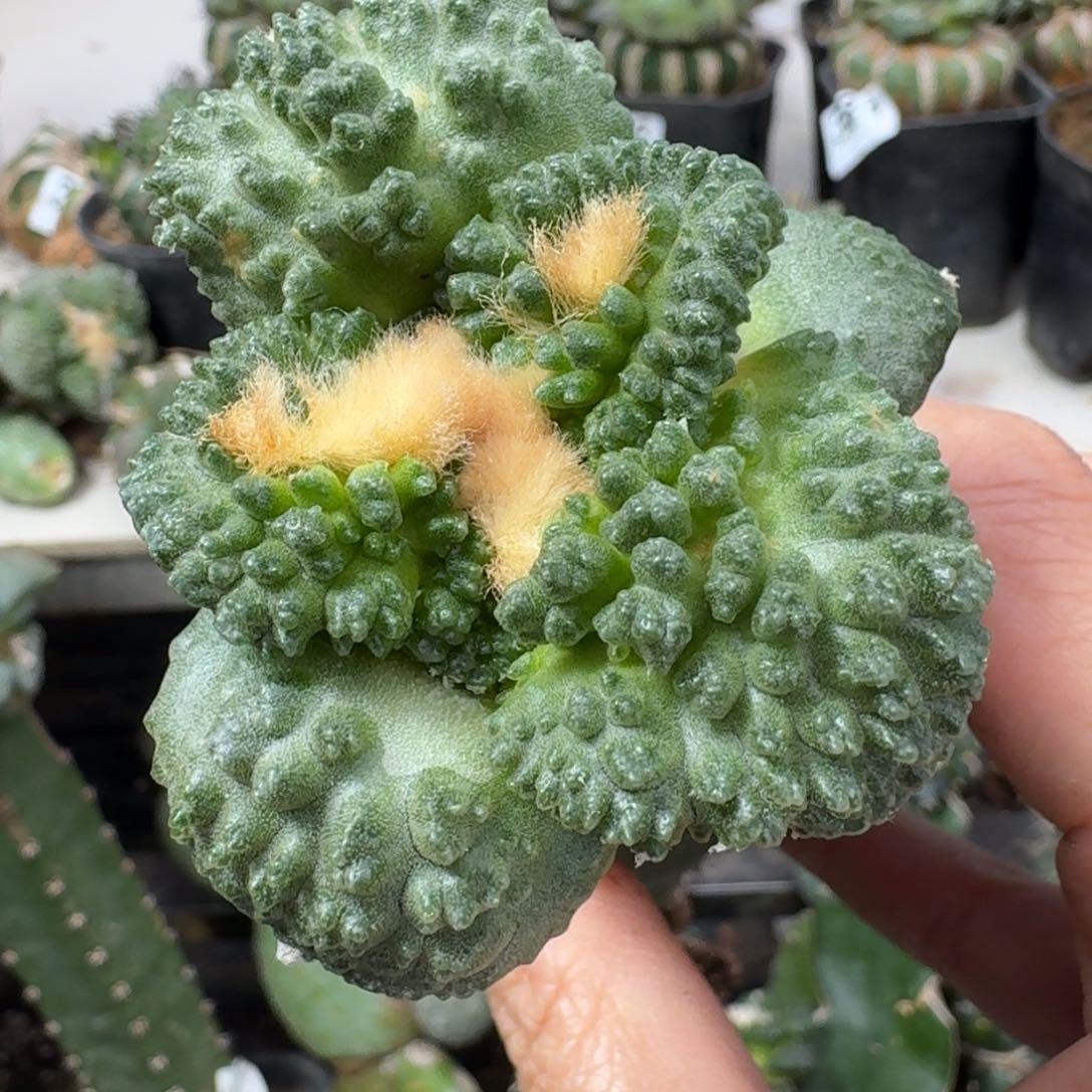 【闪购商品】无花朵回**魏大尤哥斯拉398