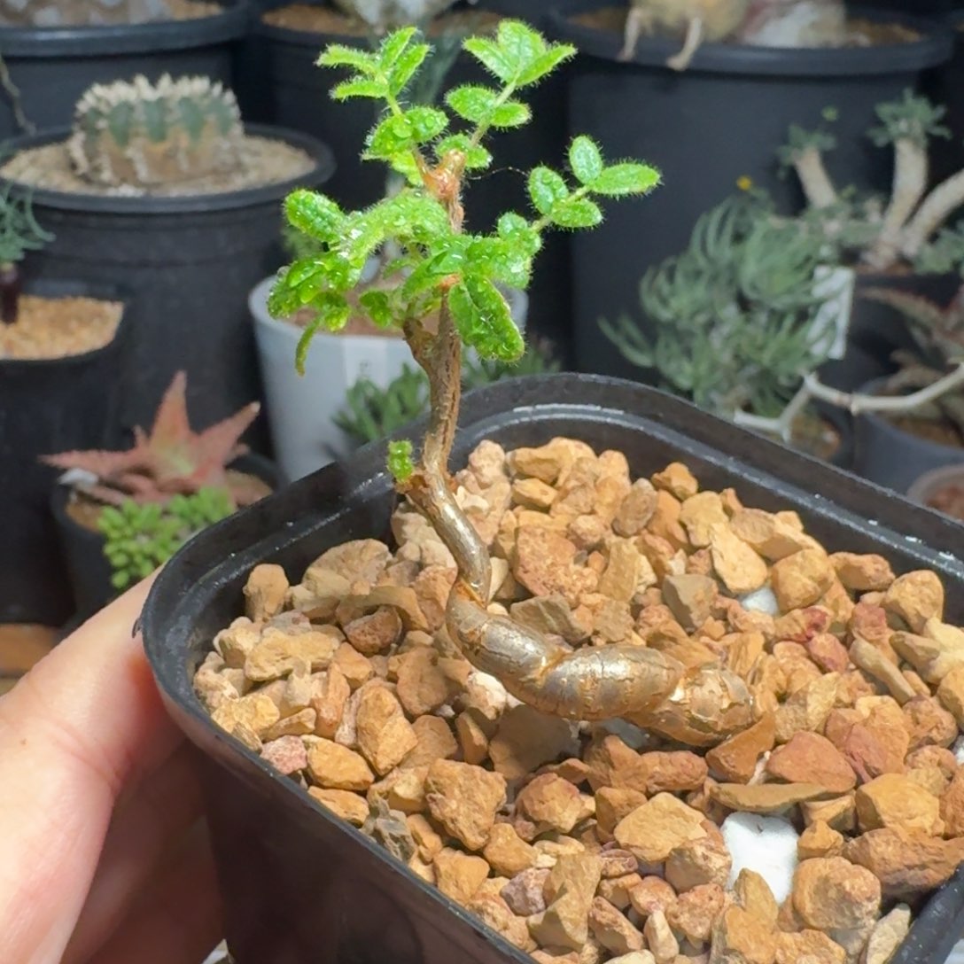 造型实生滔天橄榄