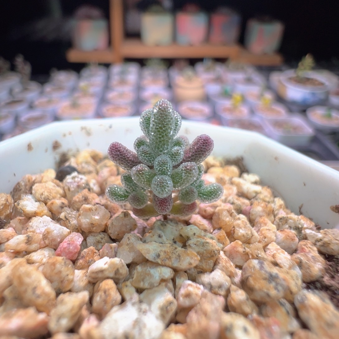 尺寸小，1104实生粉冰晶，拍下不退不换