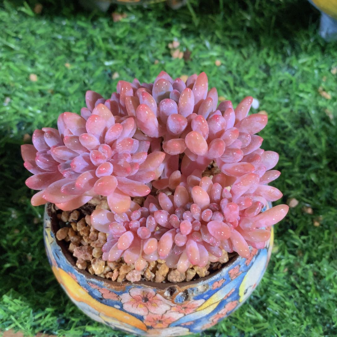 灯美人缀10 公分一物一拍