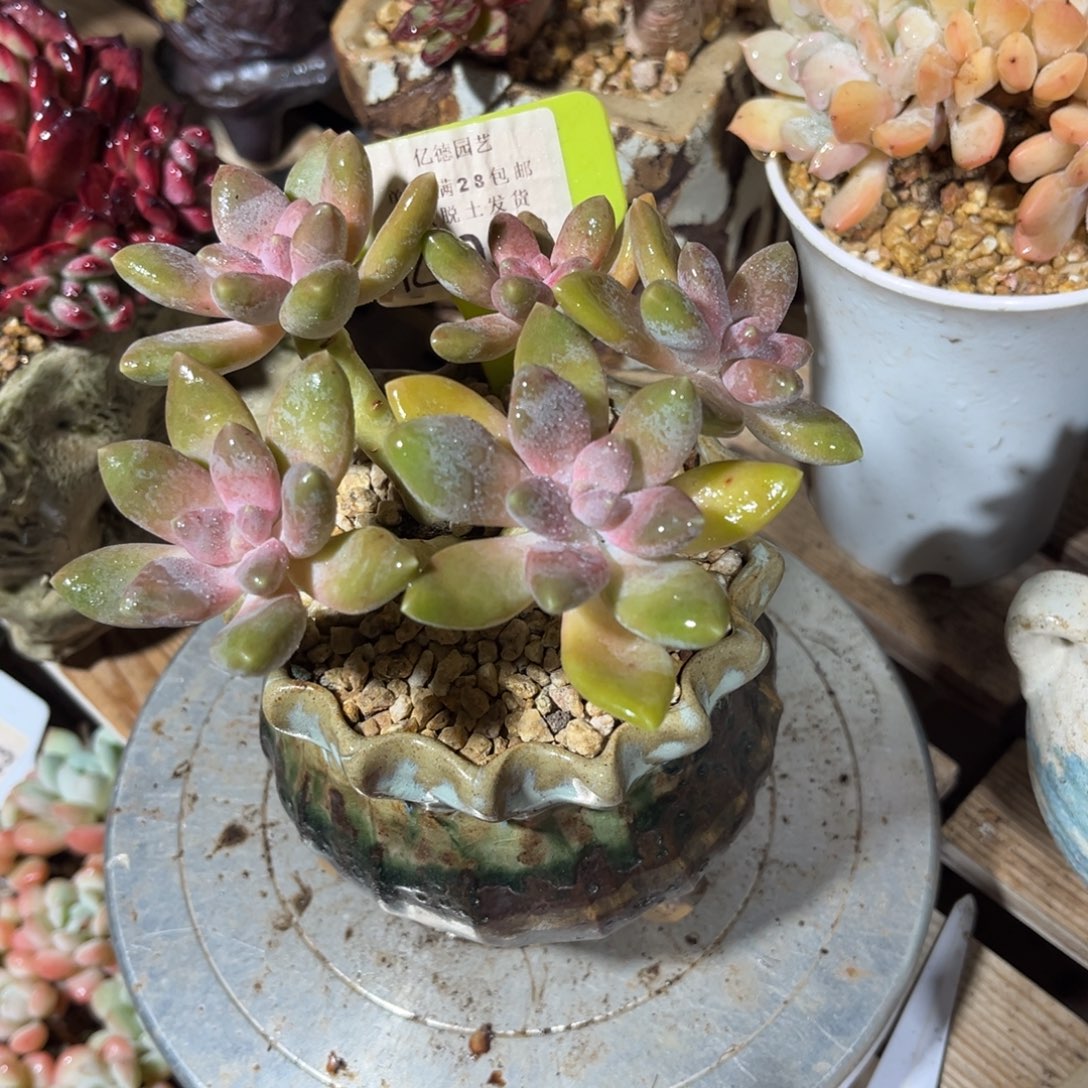 丽莎花园多肉植物duinvnvnv