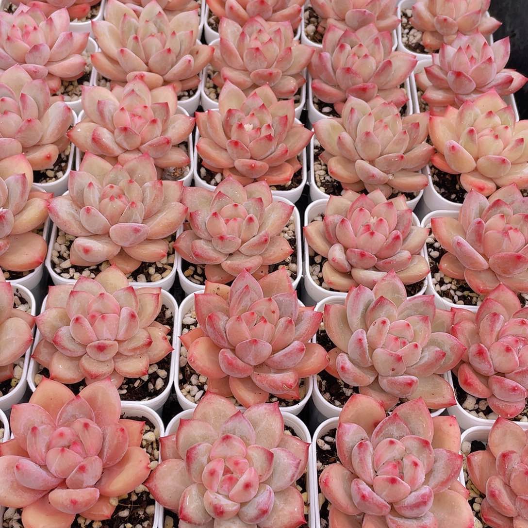 量拍111号 香克斯美人单头一个