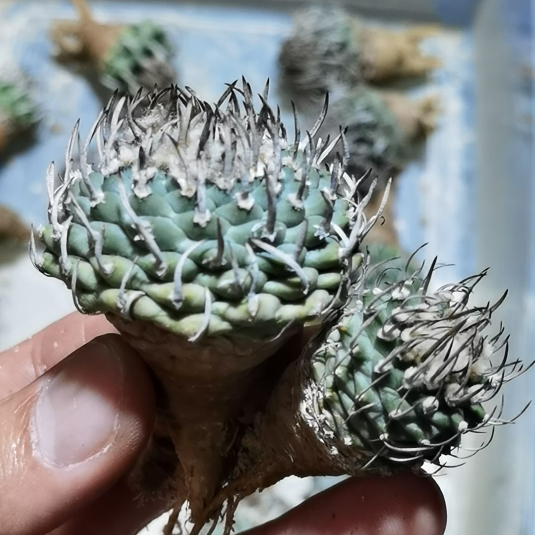 小***鱼实生升云龙一物一拍