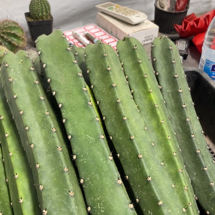 红花袖铺实生一代侧芽5.88