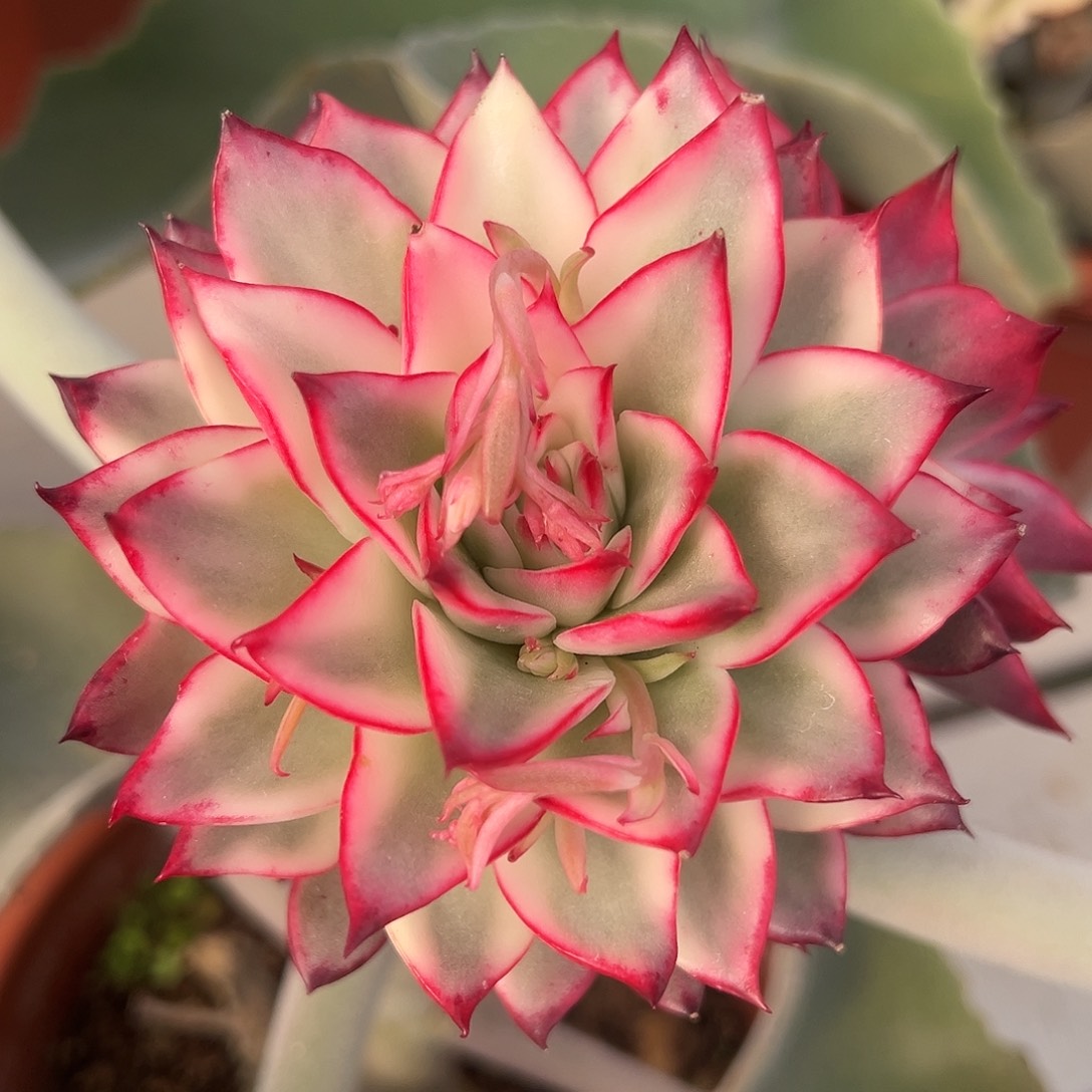 吉赛尔锦嫁接多肉