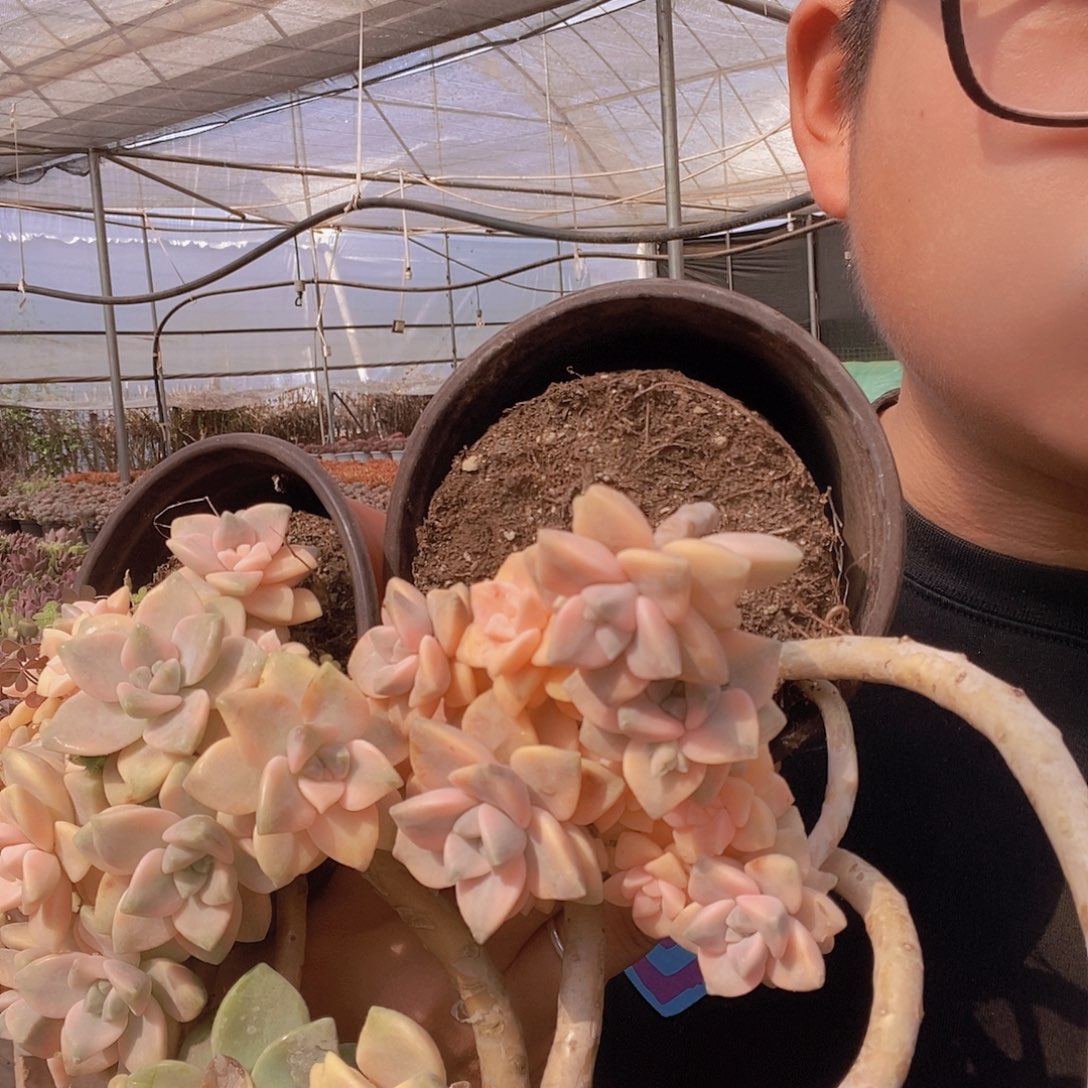 美杏锦妖桩整桩特价