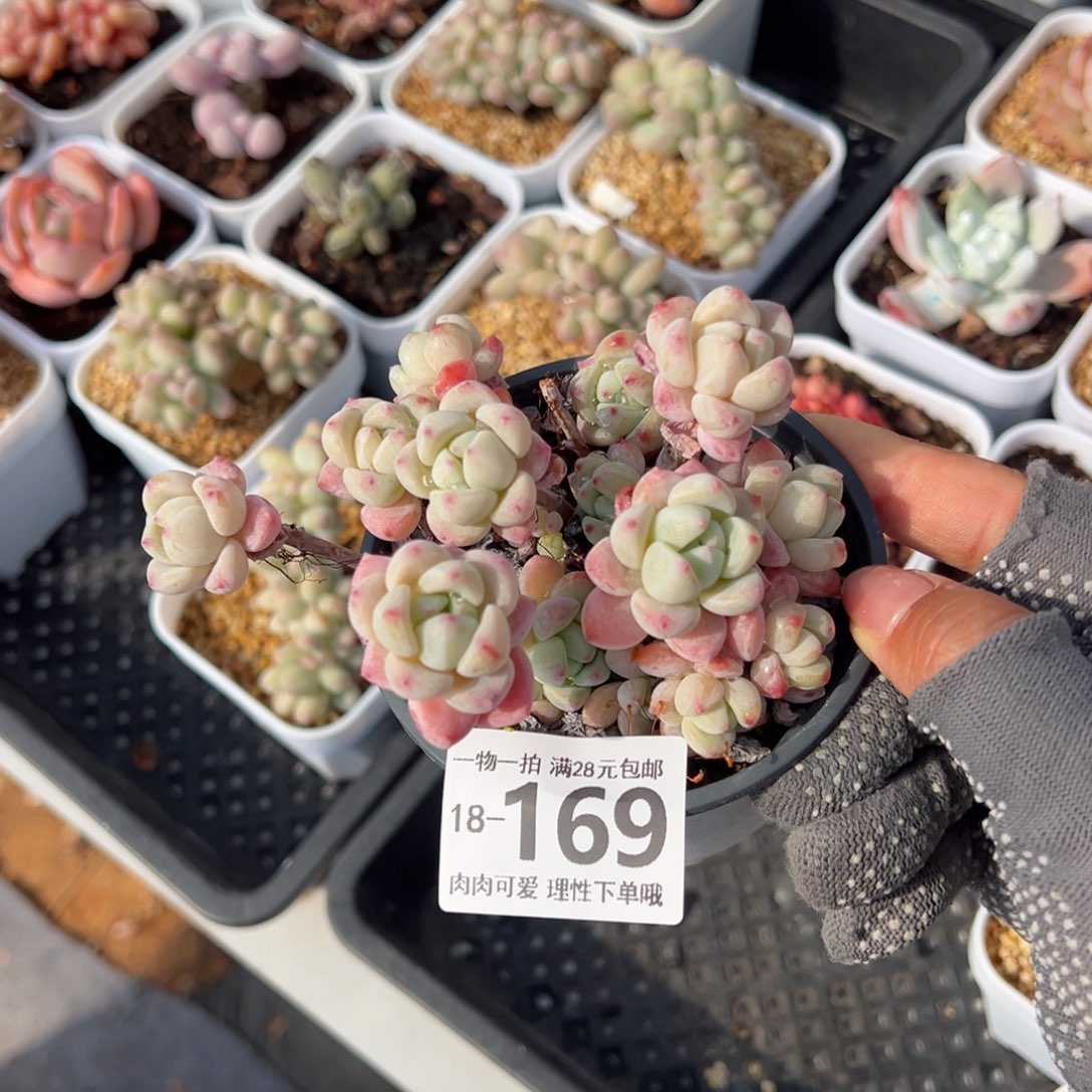 粉香水多肉多肉多肉多肉