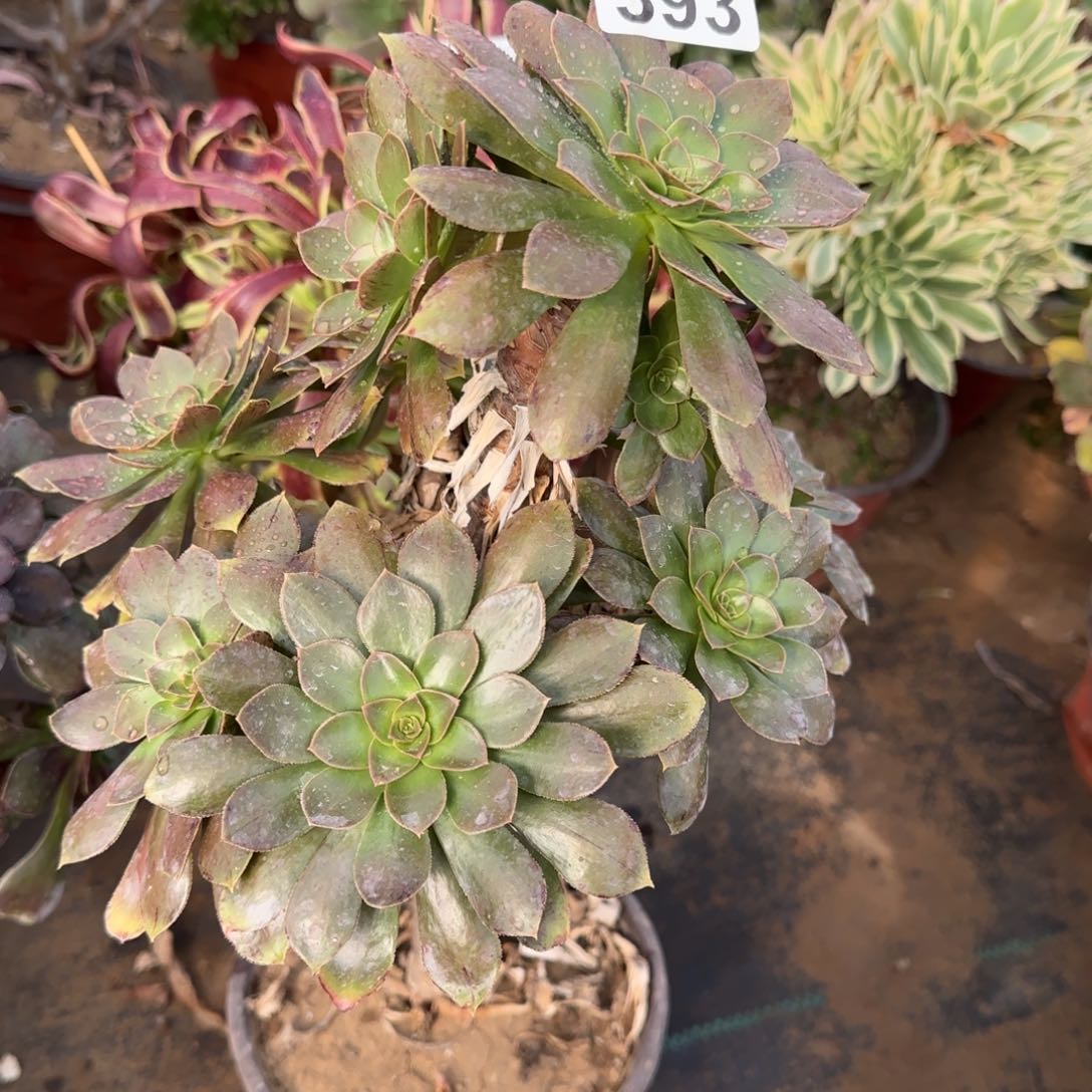 金缕多肉393满28包邮断枝不包