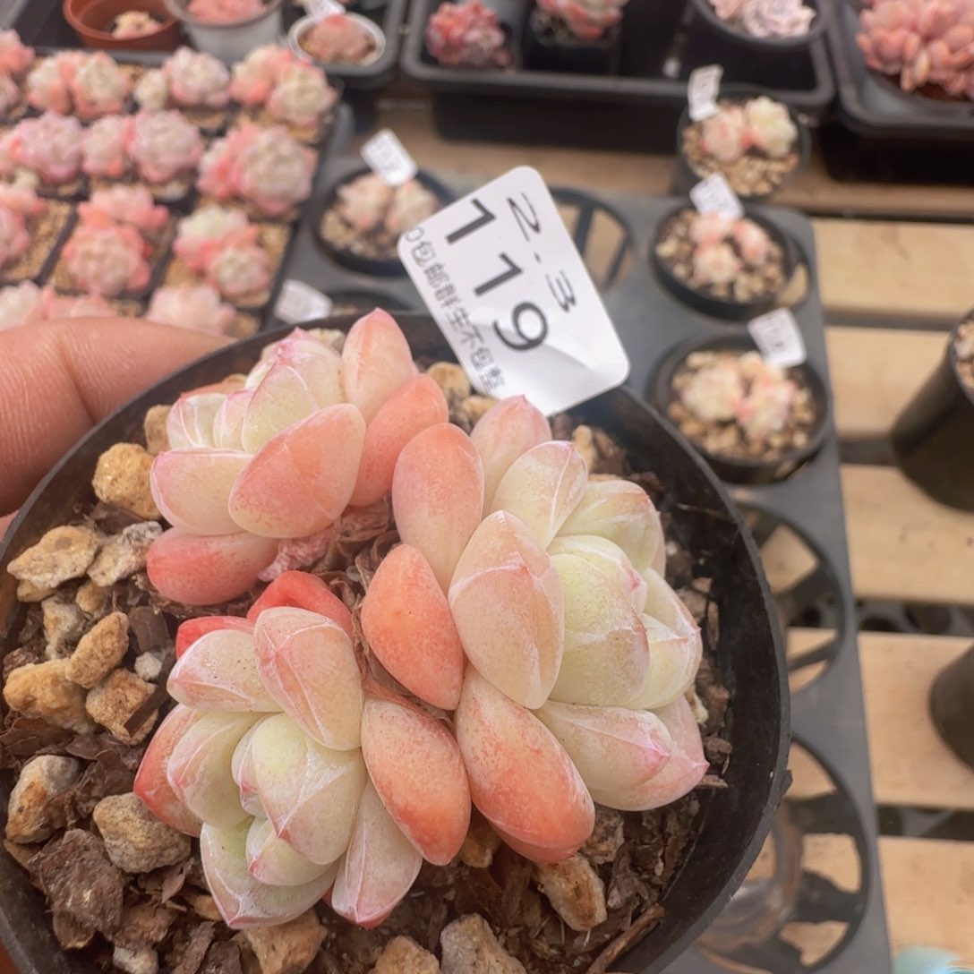 白体冰玉三头一颗脱土