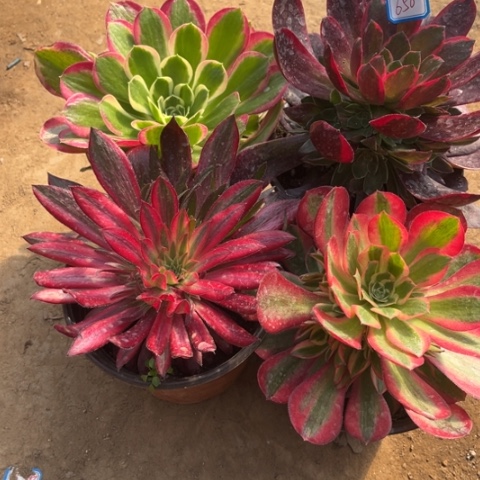 650多肉植物组合