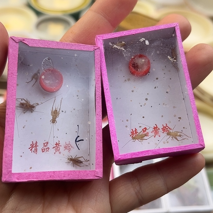 两盒小黄蛉包邮1111