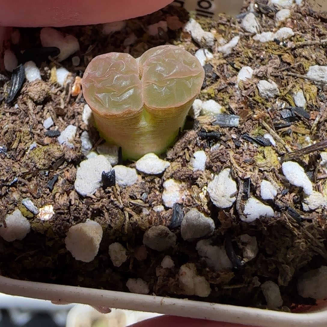 肉锥多肉植物百科-磁铁159