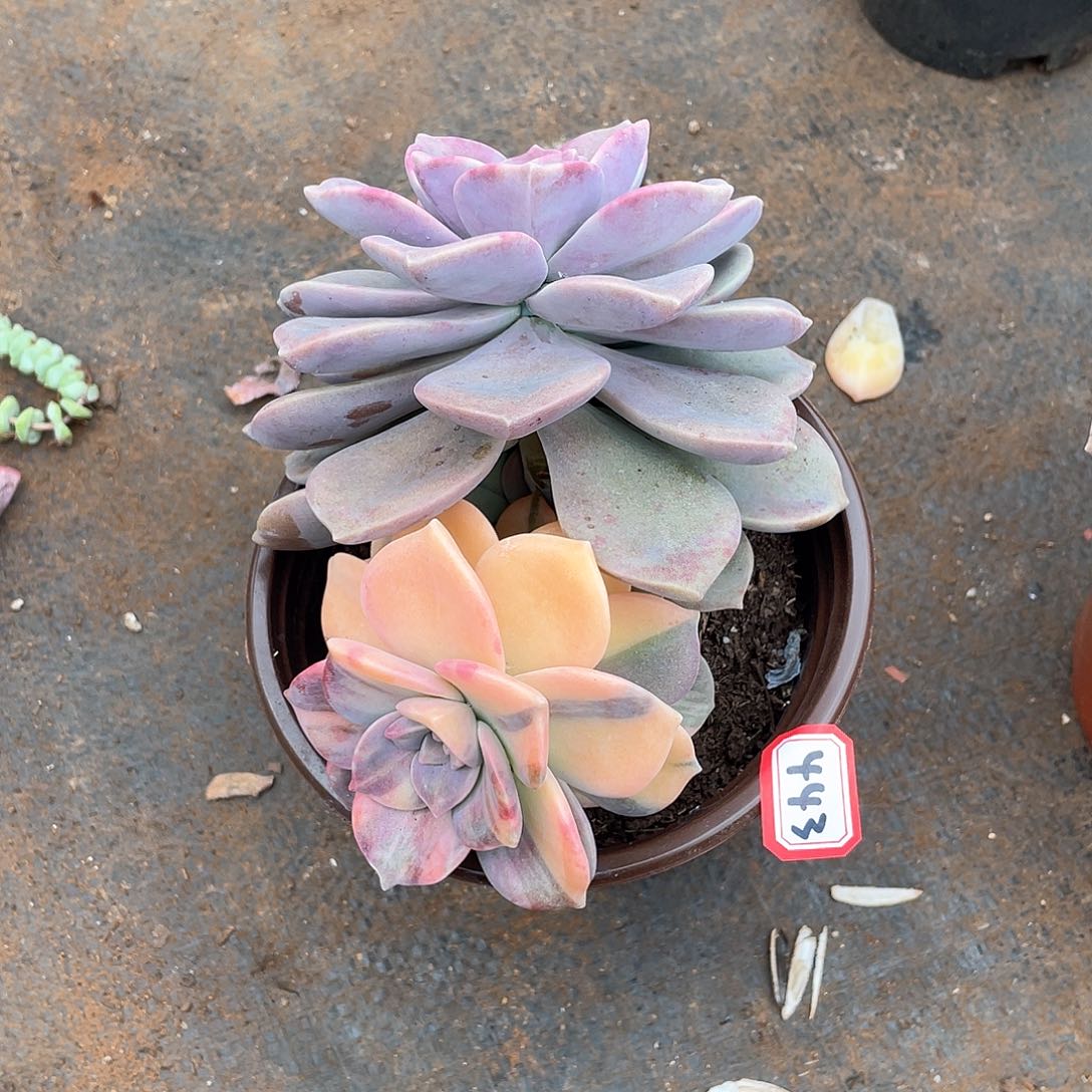 443紫乐锦一物一拍多肉