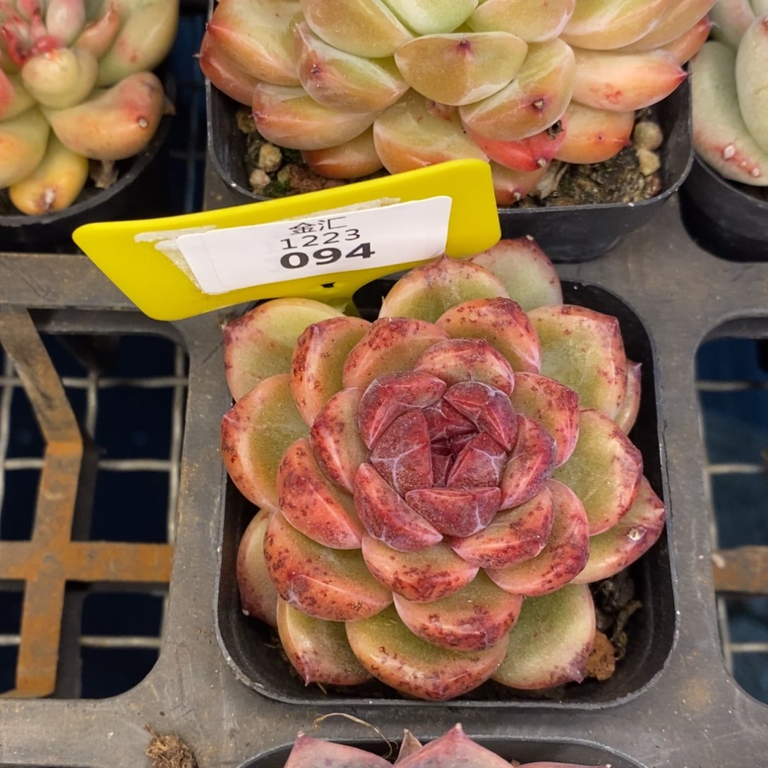 福利多多。1223094