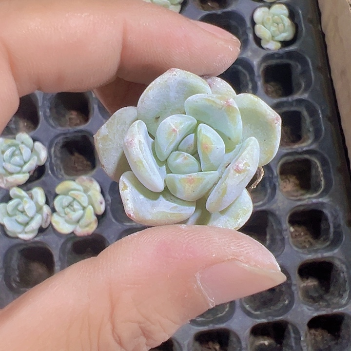 无名氏精品多肉植物大战