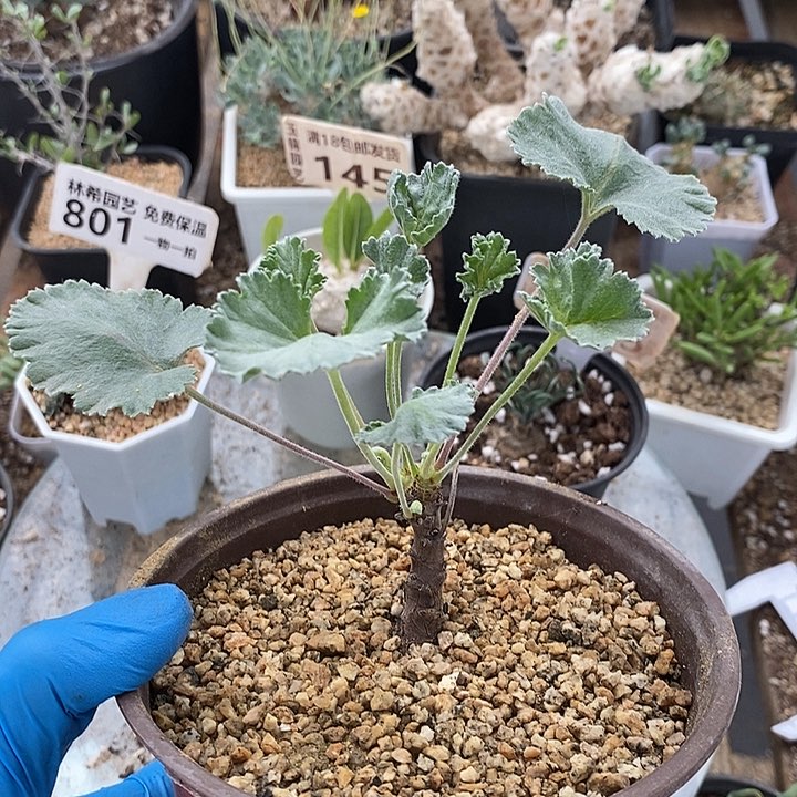 840枝干洋葵带盆一一