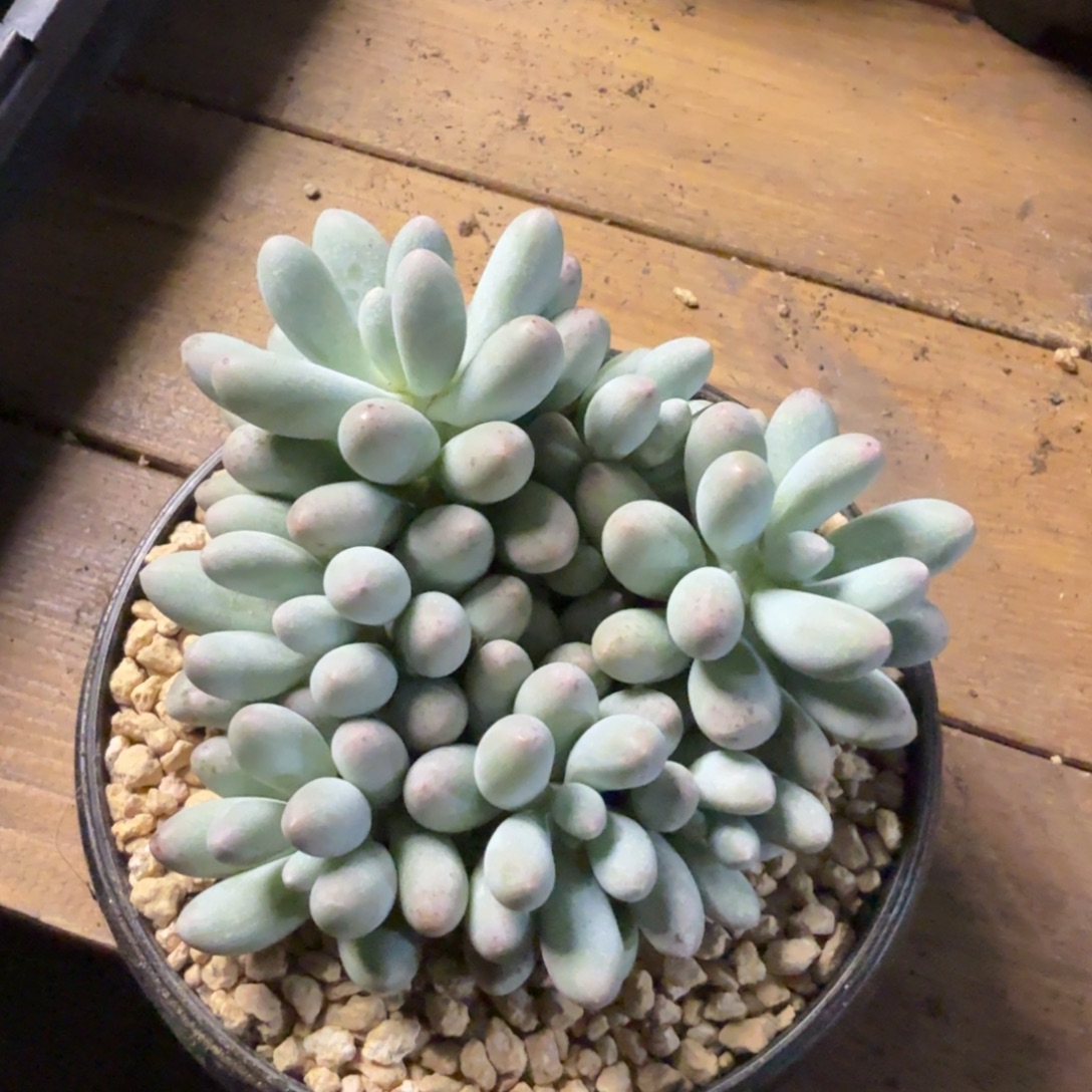 汤圆111111111111111111111