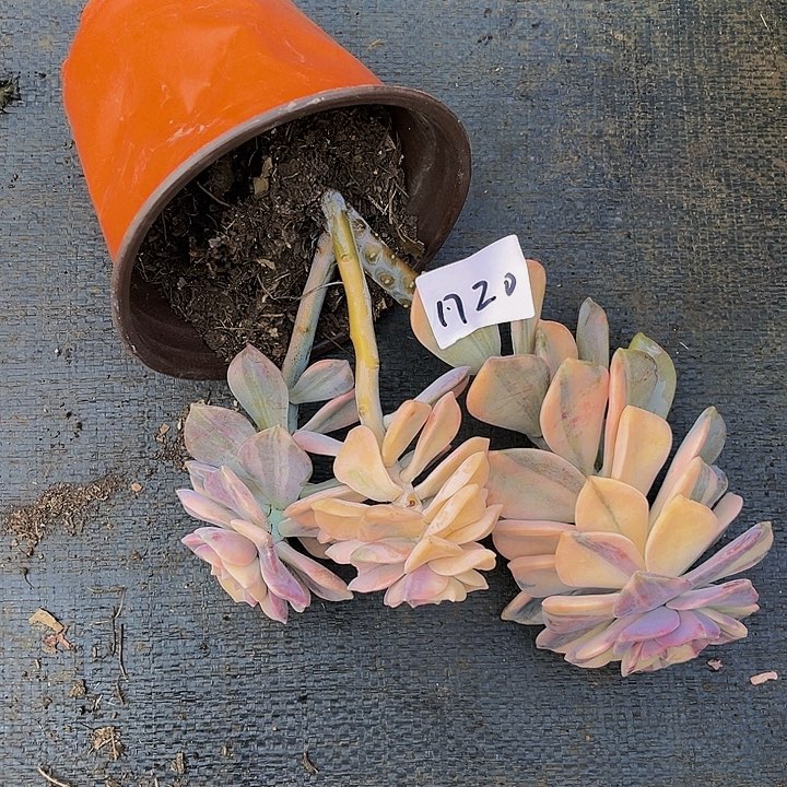 貂****?紫乐锦群1720