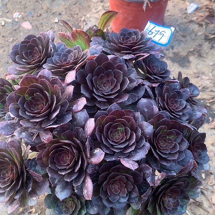 花月夜多肉植物679