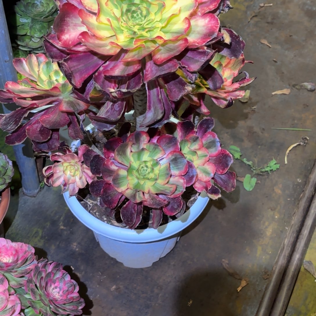 爱***逗云南多肉植物黑魔女