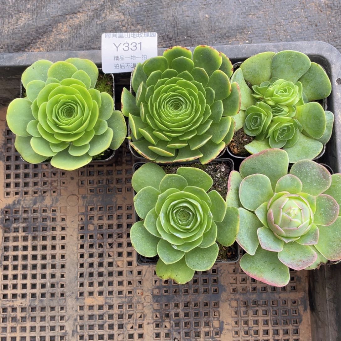 我发发331买三送二到手五颗