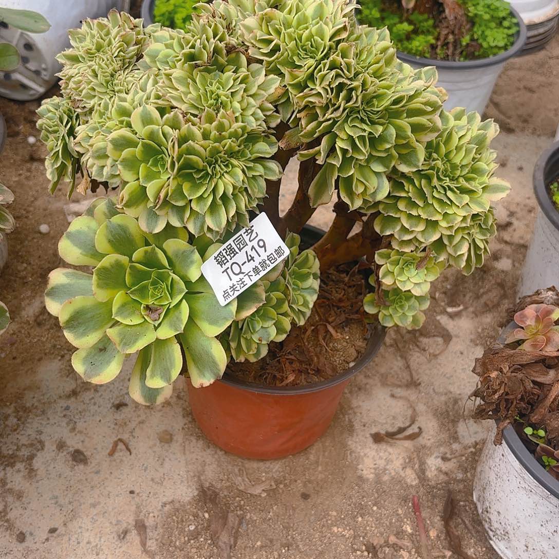绿豆沙缀多肉植物419