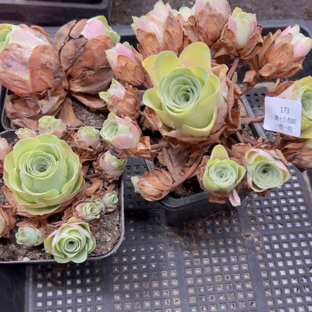 173 侧牙掉了不包损无售后