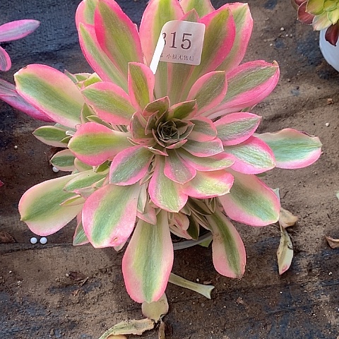 315香妃多肉法师量拍