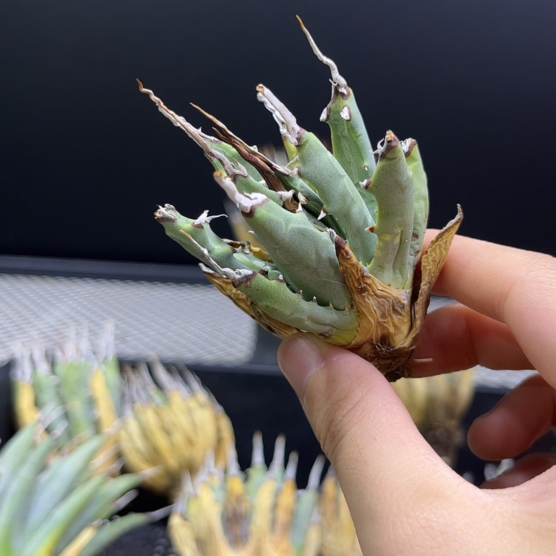 曲刺妖炎生桩优惠260