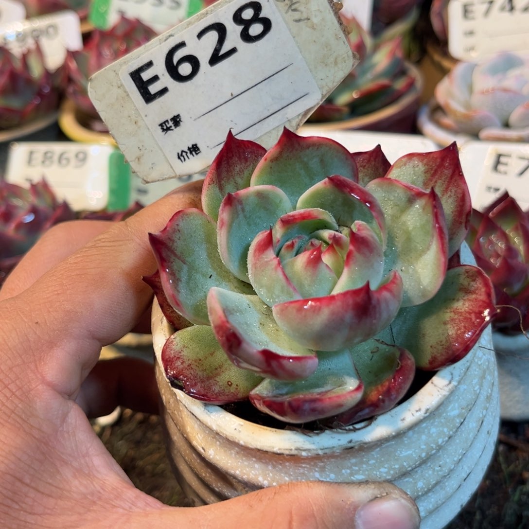 惊鸿一瞥628号多肉